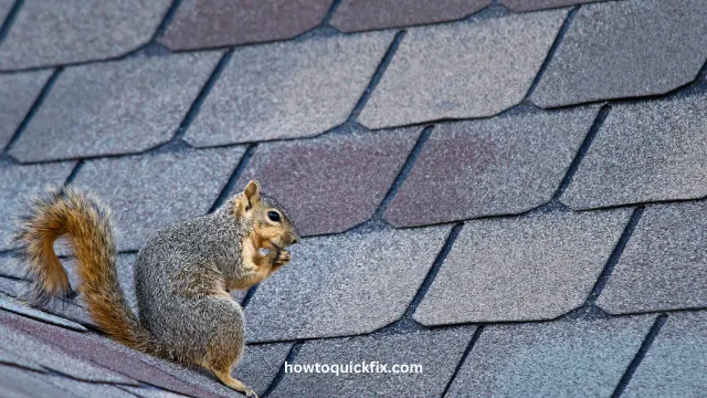 How To Keep Squirrels Off Of Roof