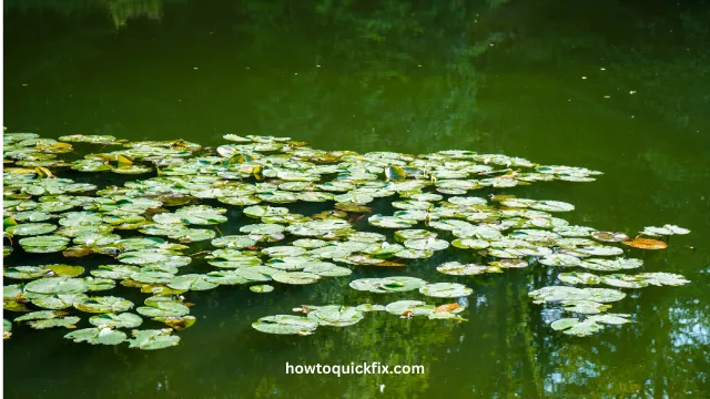 How To Remove Lily Pads From A Pond