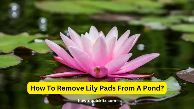 How To Remove Lily Pads From A Pond