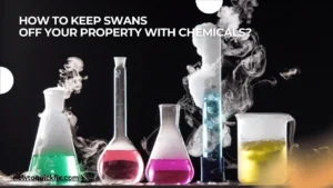 How to Keep Swans Off Your Property with Chemicals