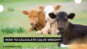 How to calculate calve weight