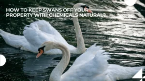 How to keep swans off your property with chemicals natural